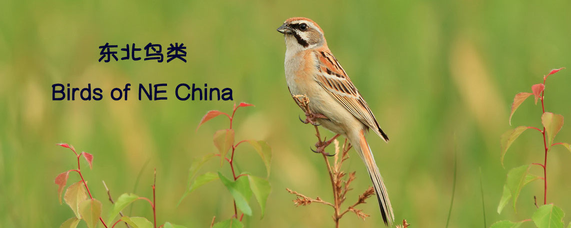 Birds of NEChina 东北鸟类