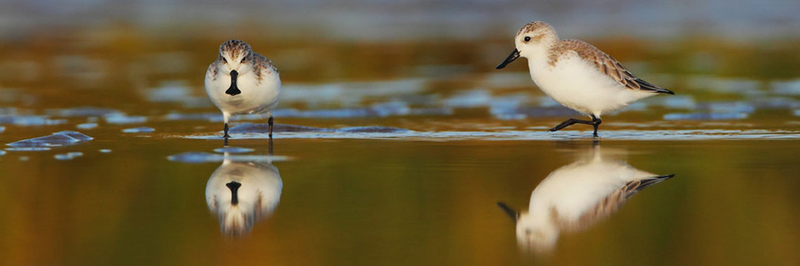 勺嘴鹬  Spoon-billed Sandpiper  © 陈林 Chen Lin