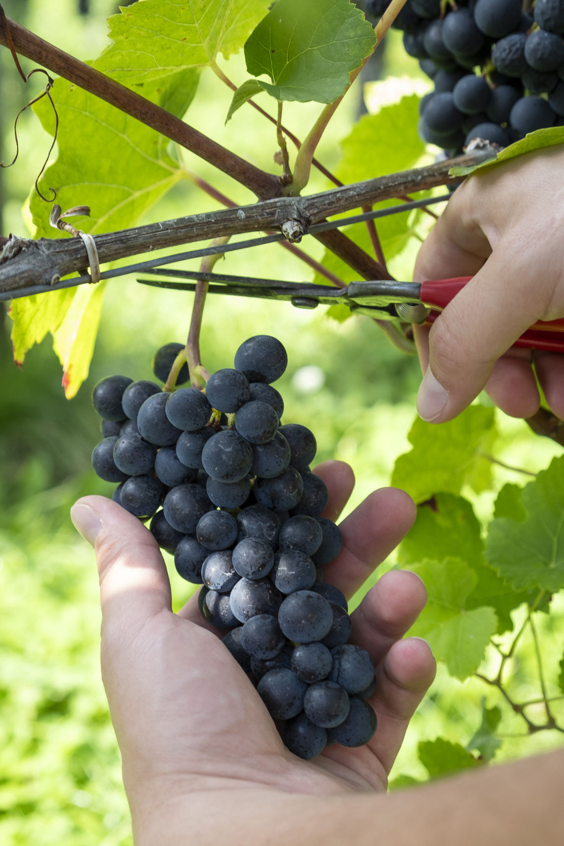 Pinot NoirWingert Maienfeld