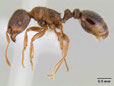 Tetramorium caespitum cfr