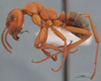 Formica sanguinea