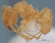 Lasius myops