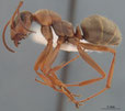 Formica cinerea