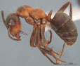 Formica lugubris