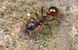Myrmica rubra