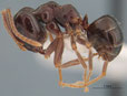 Lasius fuliginosus