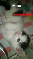 Mino,dann Milou