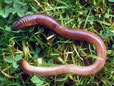 EARTWORMS