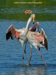 0049 Flamingo