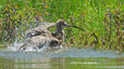 0032  Grosser Brachvogel