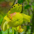 0026 Sarracenia Purpurea mit Rüsselkäfer