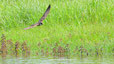 0022 Baumfalke
