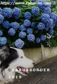 ＺＡＫＵＲＢＯＲＤＥＲ（サクールボーダー）ブログ、ボーダーコリーＭ＆Ｅ２０２２０６１２使用画像