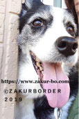 ＺＡＫＵＲＢＯＲＤＥＲ（サクールボーダー）のブログボーダーコリーＭ＆Ｅ２０２５１２１４使用画像２