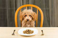 un caniche marron assis à une table devant une assiette par coach canin 16 éducateur canin en charente