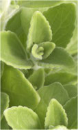 oregano producto natural