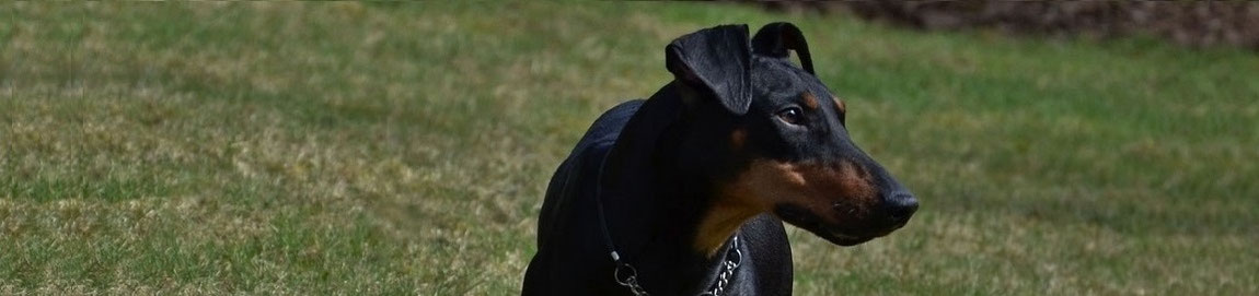 manchester terrier von barkelsby