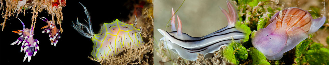 Nudibranches Tahiti Sea slugs of French Polynesia