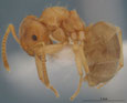 Lasius flavus