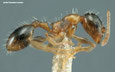 Temnothorax recedens