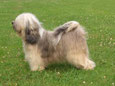 Silveridge Golden Parson
