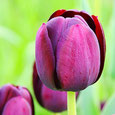 Tulpen - Tulipa
