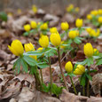Weitere Frühblüher: Winterlinge, Scilla, Traubenhyazinthen,  Scheinscilla, Allium