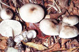 Tricholoma scalpturatum 