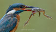 0047 Eisvogel mit Frosch