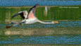 0050 Flamingo