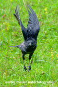 0051 Rabenkrähe
