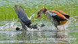 0024 Nilgans contra Blässhuhn