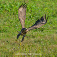 0054 Mäusebussard