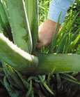 aloe vera barbadensis miller, appelée l’Aloé L pour Linné