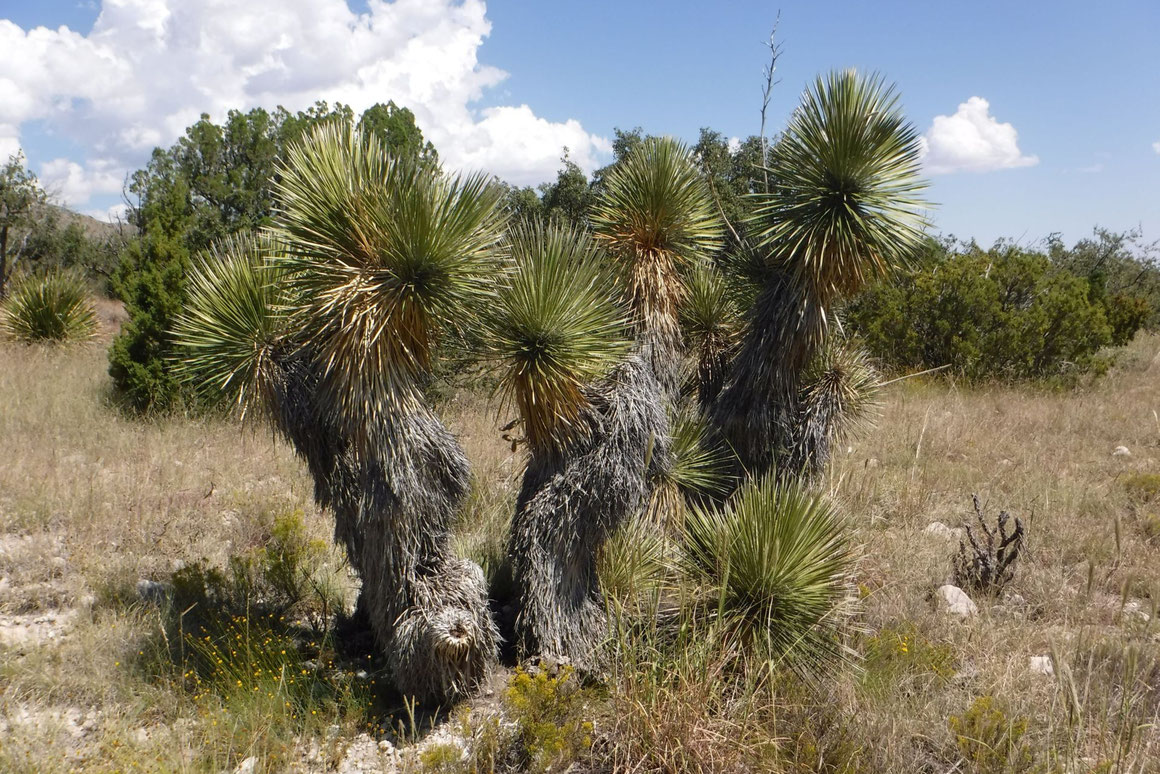 Bild: Yucca thompsoniana (c) David Richardson 