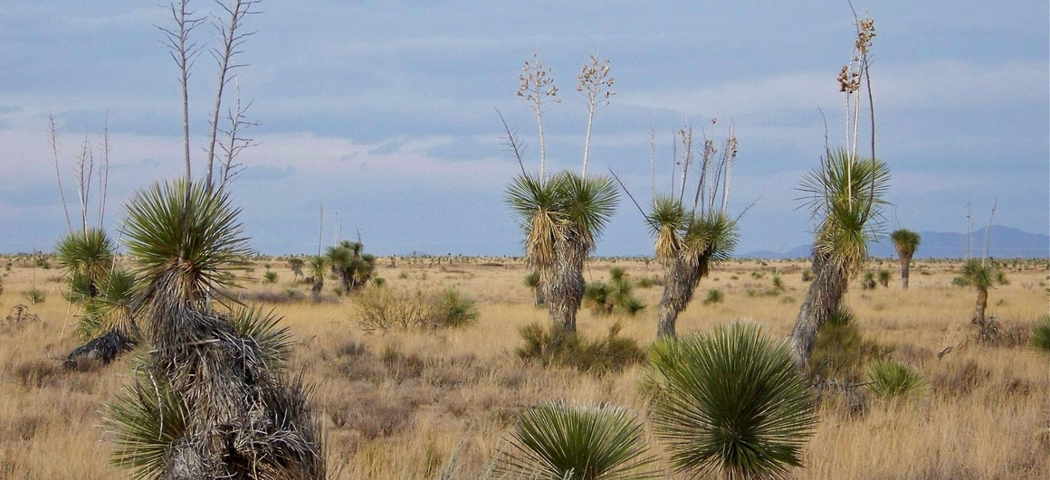 Bild: Yucca elata | Hidalgo Co| NM (c) Mike Fitzpatrick