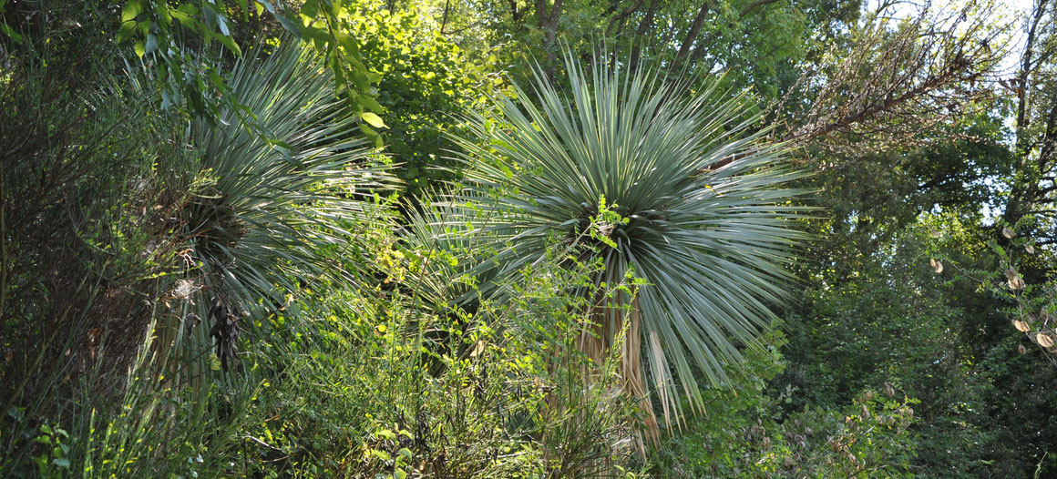 Bild Yucca rostrata Quatro Cienegas/MEX (c) Bertus Spee