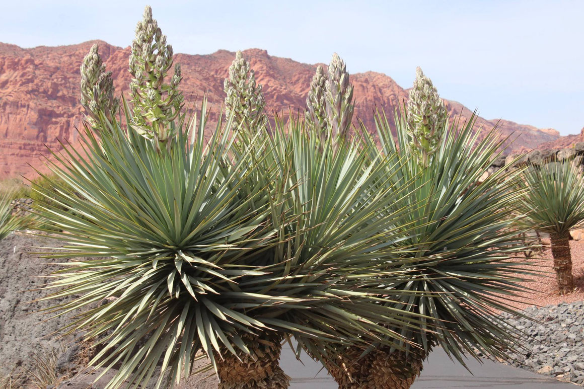 Bild: Yucca rigida (c) Klaus Werner