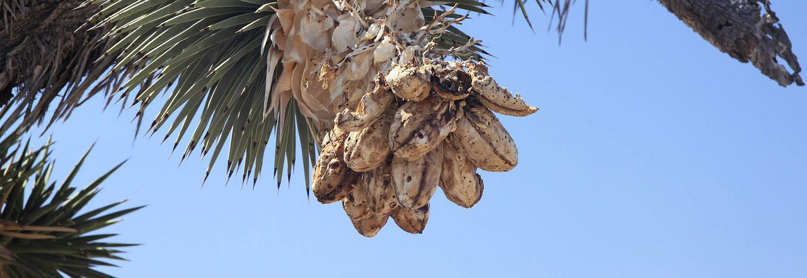 Bild Yucca brevifolia (c) Dr. Christian Zolles