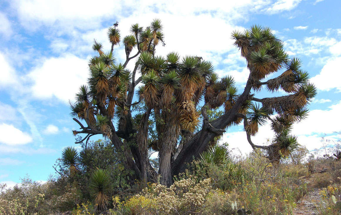 Bild Yucca periculosa © Paul Spracklin 