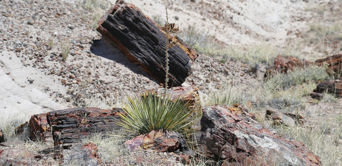 Bild: Yucca baileyi © Dr. Christian Zolles 