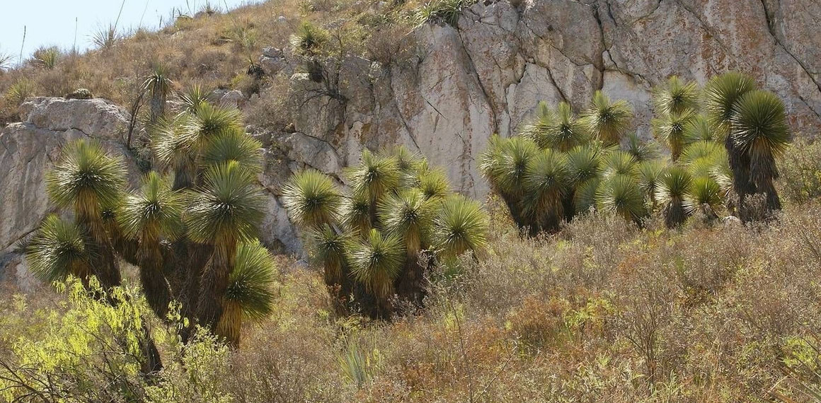 Bild: Yucca linearifolia (c) Bertus Spee