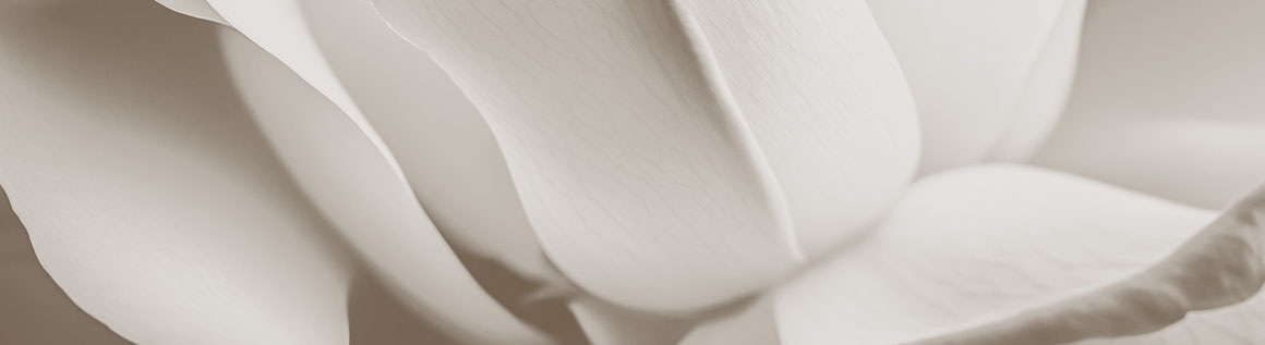 botanical_paper_sculpture_giovanna_molinari_casile_momo_pure_bluetenblaetter