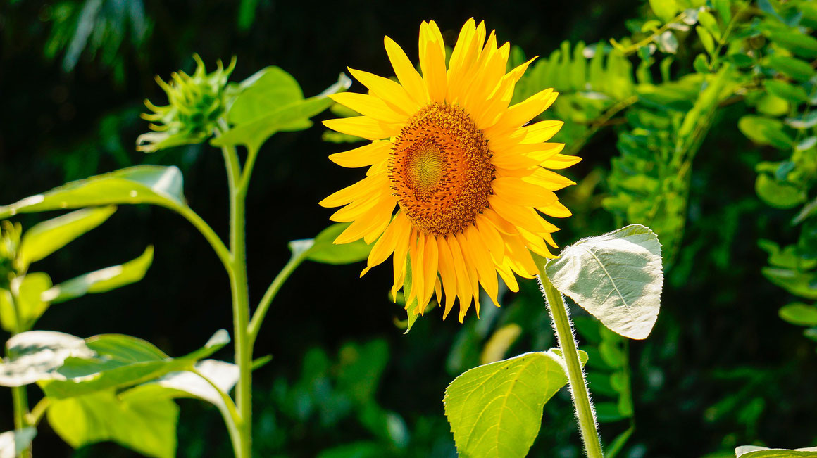 Sonnenblumen (Helianthus annuus) machen sich mit ihren offenherzigen Blütengesichtern viele Freunde.