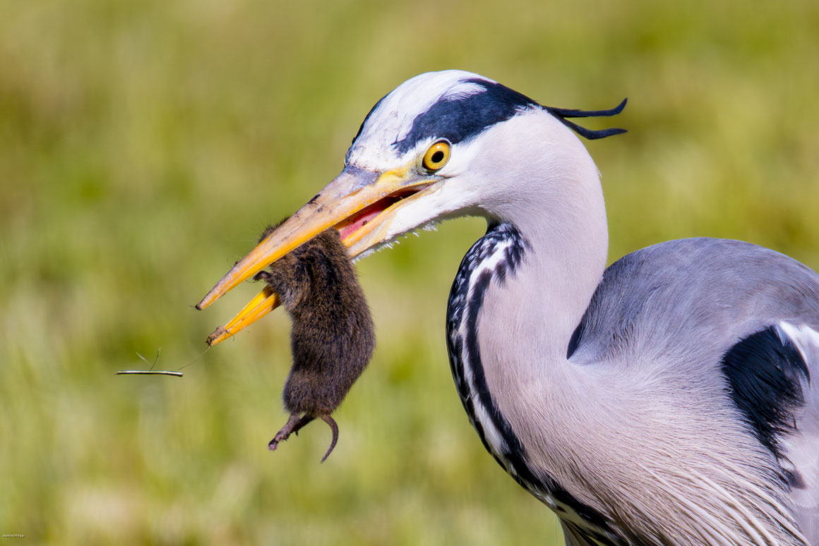 Graureiher mit gefangener Maus / Grey heron with a mouse in its beak, An der Lorze in Baar