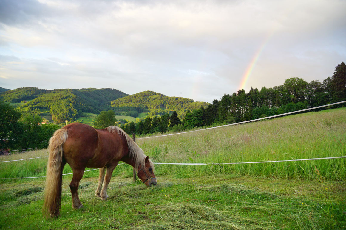 Leider musste unser liebes Pferd Nilo  Anfang 2020 über die Regenbogenbrücke gehen..... Wir vermissen dich sehr....            Ruhe in Frieden!