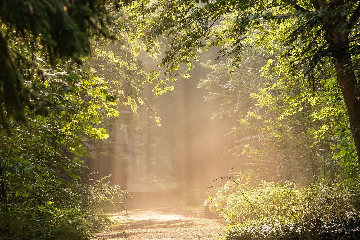 Wandern im sologne wald