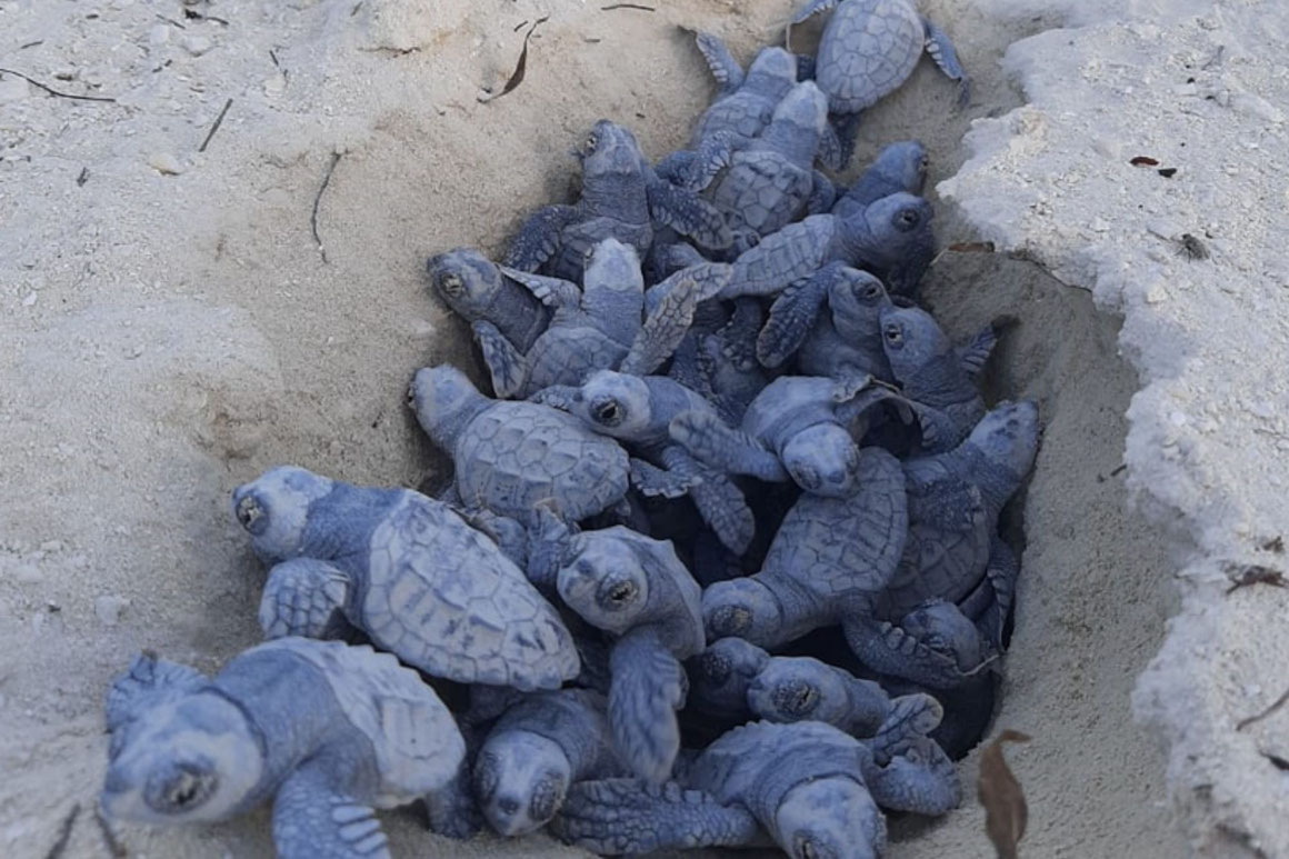 Ocean Cay MSC Marine Reserve Unechte Meeresschildkröten