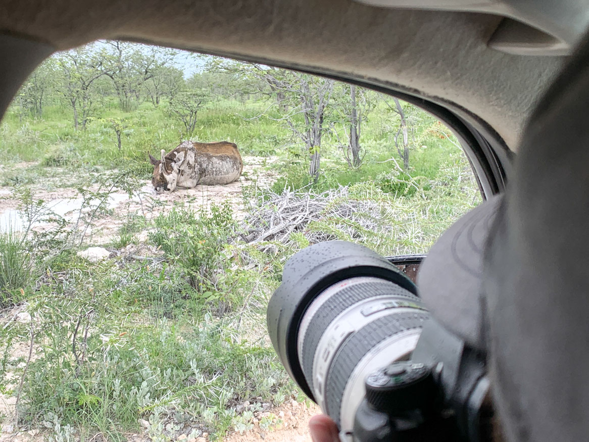 Spitzmaulnashorn im Etosha Nationalpark bei einem Schlammbad während einer Namibia Safari.