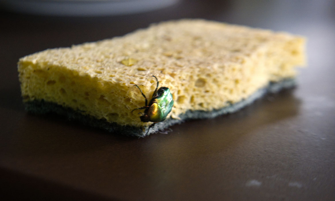 Insect and sponge, ecotone serie 2025